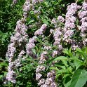Buddleja alternifolia (2)